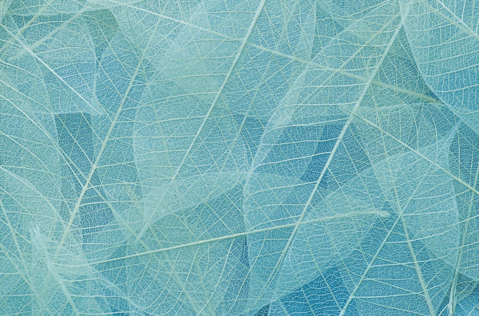 The image shows a textured pattern of translucent, overlapping leaves with visible veins in a soft blue hue.